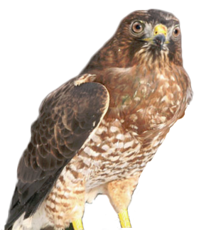 one-winged hawk